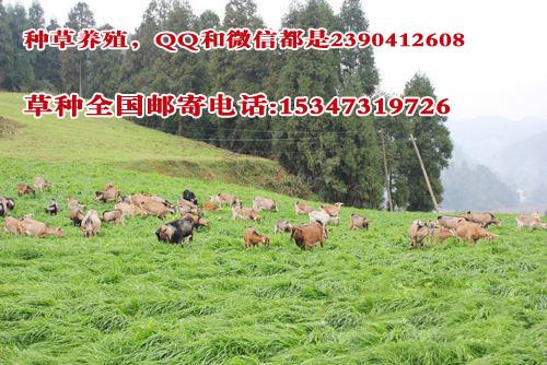 山東魯西牛養(yǎng)殖適合種的牧草種子