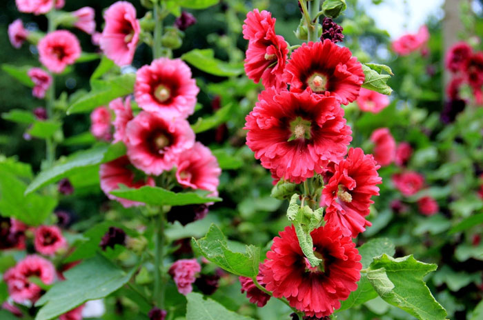 热销的草花市场价格_月季种植基地