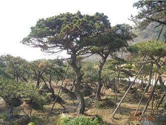 山東誠信苗木基地造型黑松火爆供應中 樹形好，價格低