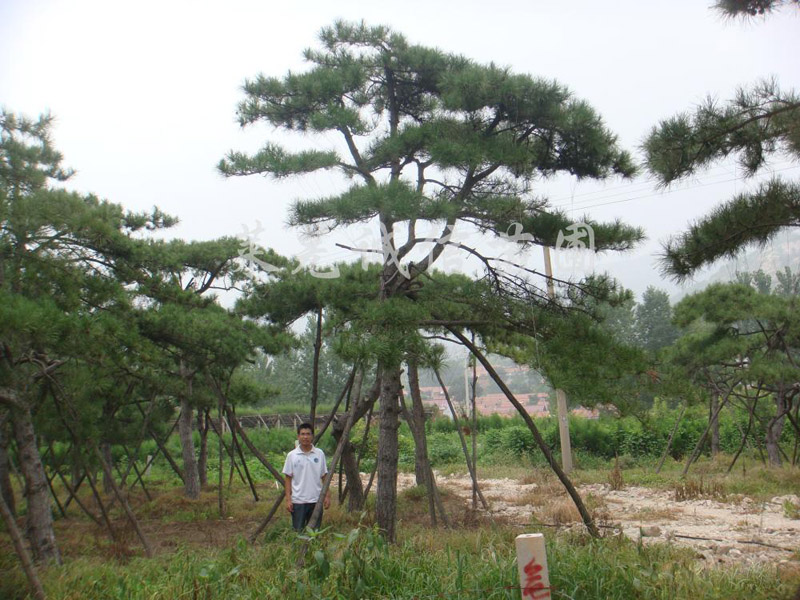 造型黑松上哪家买比较好：造型松树价格