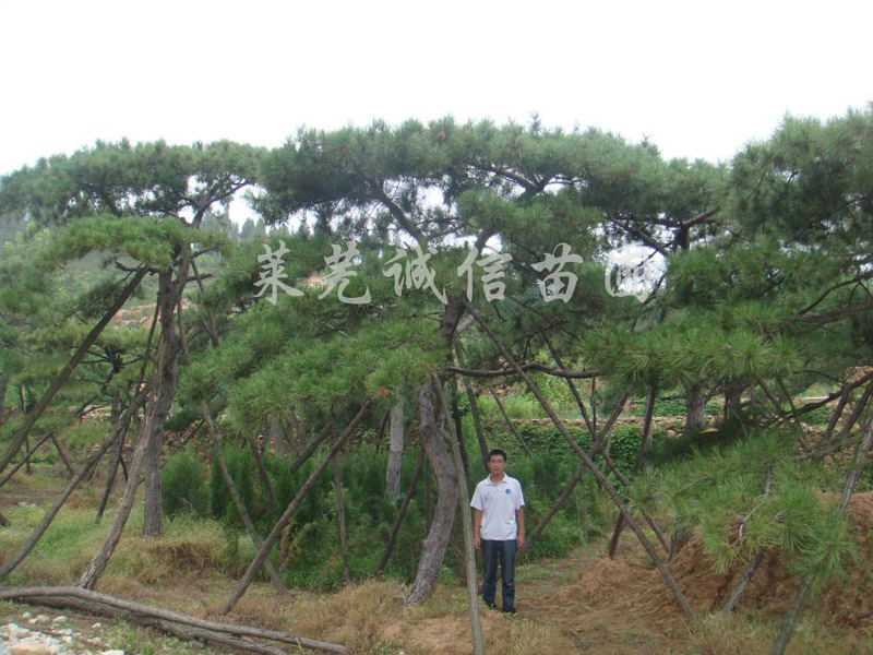 泰山古松市场行情资讯 青岛景观松树