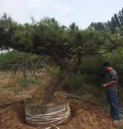 造型黑松专业供应商：造型黑松基地