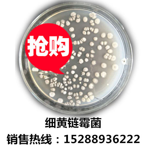細(xì)黃鏈霉菌原始圖片3