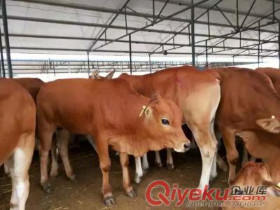 2017年山西小肉牛價格