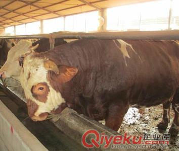 2017年山西小肉牛價格