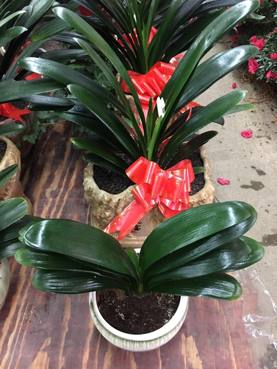 湘潭綠化養護花卉租賃