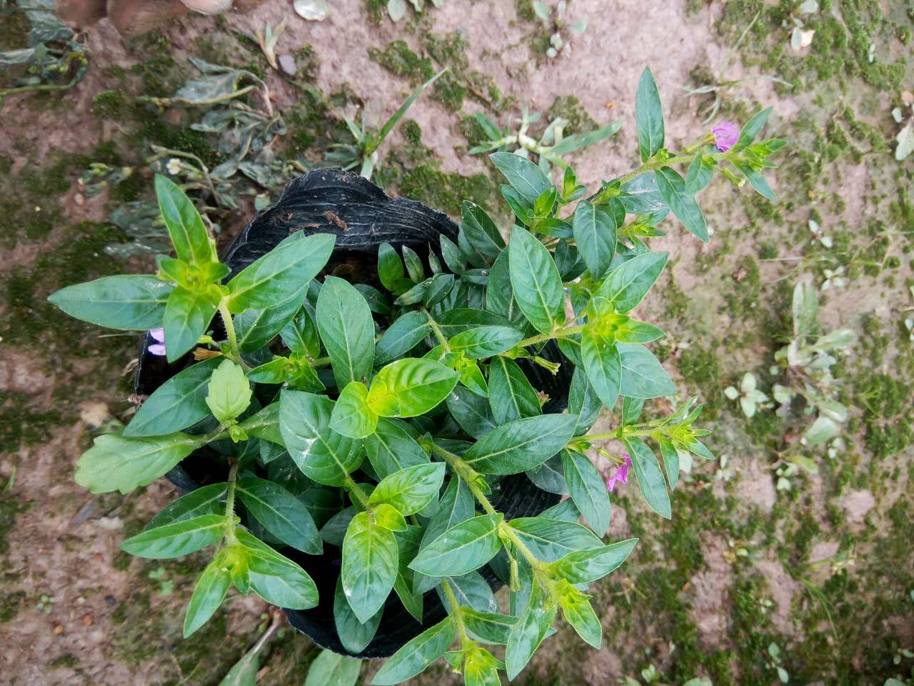 長沙花卉租擺苗木批發原始圖片2
