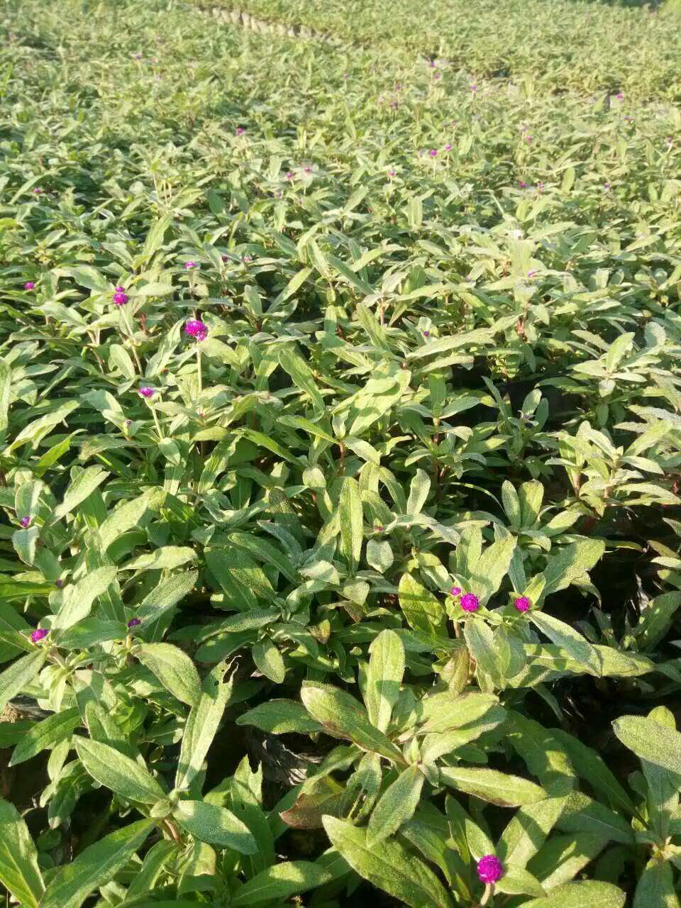 長沙花卉租擺苗木批發原始圖片3