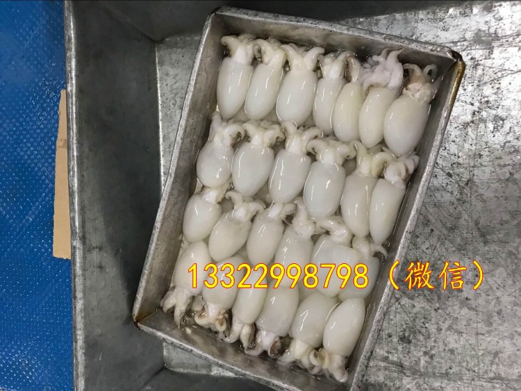 鮮凍冷凍墨魚仔 墨魚球 凍貨墨魚仔 印尼小烏賊 目魚 大量各種規格