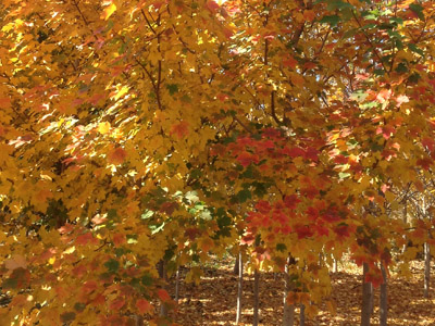 你要的！北美紅楓基地【贊】北美紅楓【推薦】北美紅楓求購