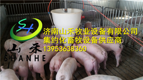 好的养猪料线在哪买 |历城养猪料线