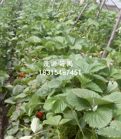 晚熟桃樹苗品種哪里有/泰安茂源園藝場