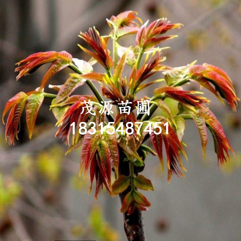 桃樹苗特點/泰安茂源園藝場
