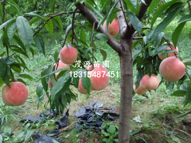 甜查理草莓苗批發(fā)基地/泰安茂源園藝場(chǎng)