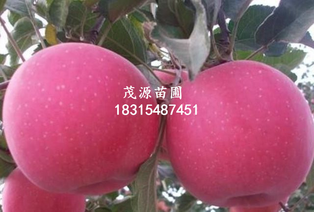 甜查理草莓苗批發(fā)基地/泰安茂源園藝場(chǎng)