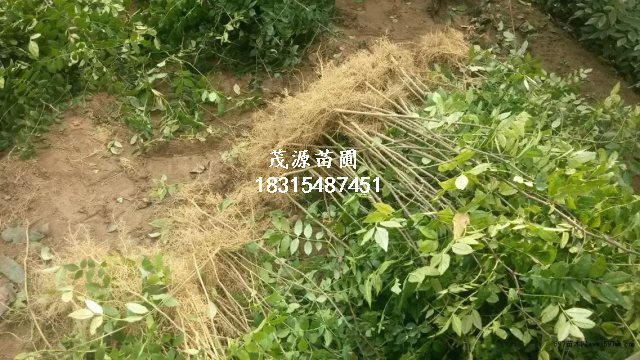 1公分大紅袍花椒苗價格/泰安茂源園藝場