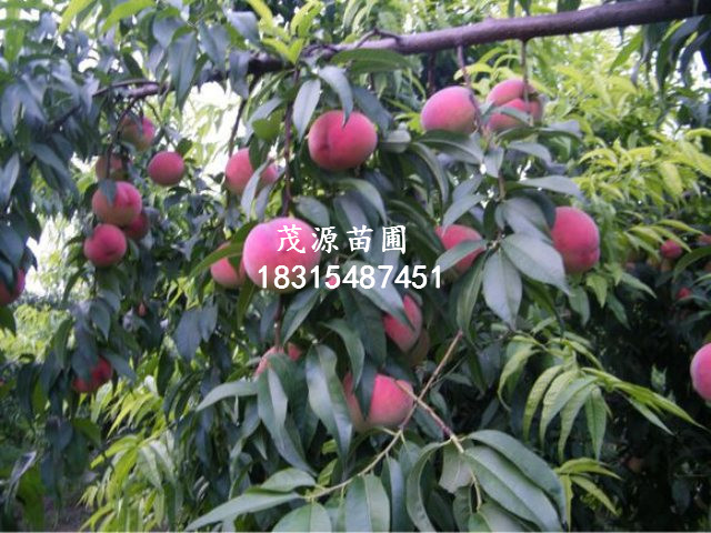 1公分大紅袍花椒苗價格/泰安茂源園藝場