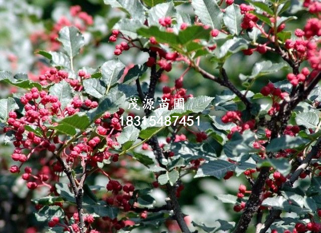紅油香椿苗/泰安茂源園藝場(chǎng)