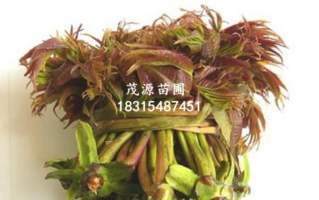 紅油香椿苗/泰安茂源園藝場(chǎng)
