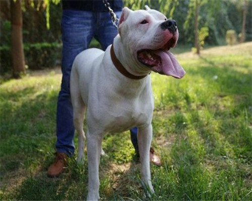 价位合理的杜高犬 长期供应杜高犬