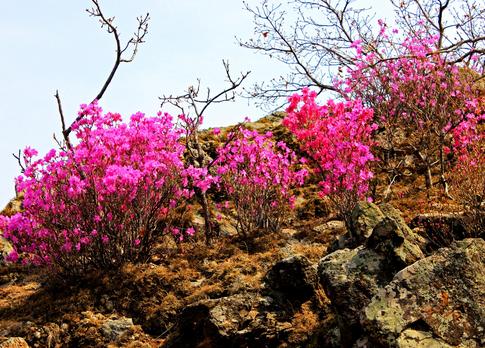 呼倫貝爾草原旅游信息資訊——扎蘭屯旅游策劃