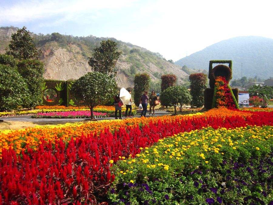 蘭州花卉|蘭州喬木|銀川草坪基地|西北草坪供應(yīng)商|銀川草坪種植基地13995210897