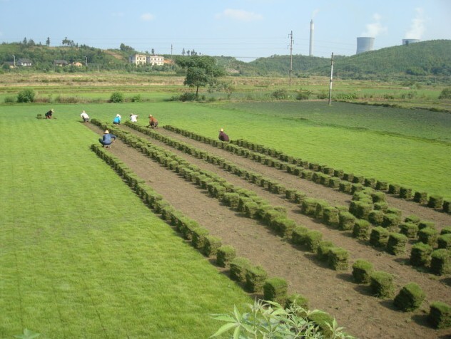 蘭州花卉|蘭州喬木|銀川草坪基地|西北草坪供應(yīng)商|銀川草坪種植基地13995210897