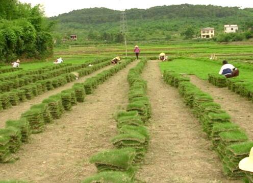 想要品質(zhì)好的草坪就來(lái)寧夏夢(mèng)綠園林綠化工程 銀川草坪供應(yīng)商