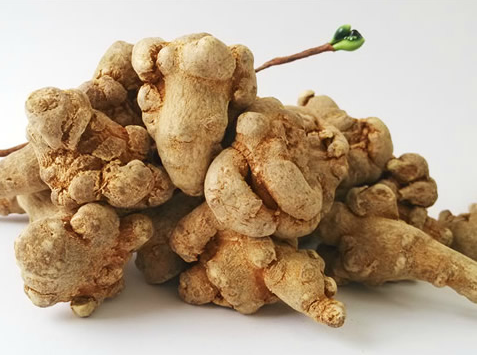 甘肅昊康三七批發(fā)價(jià)格/甘肅昊康三七批發(fā)廠家/文山三七昊康供