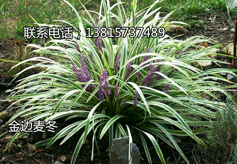 出售新品薰衣草發(fā)芽率高達(dá)%99價(jià)格低聯(lián)系電話；13815737489