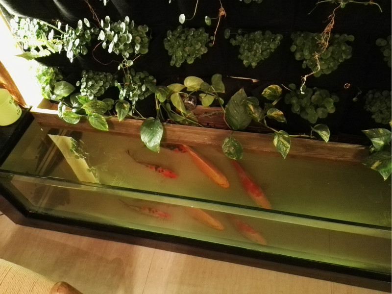 漳州墻體綠化公司，想買品種好的漳州墻體綠化上哪