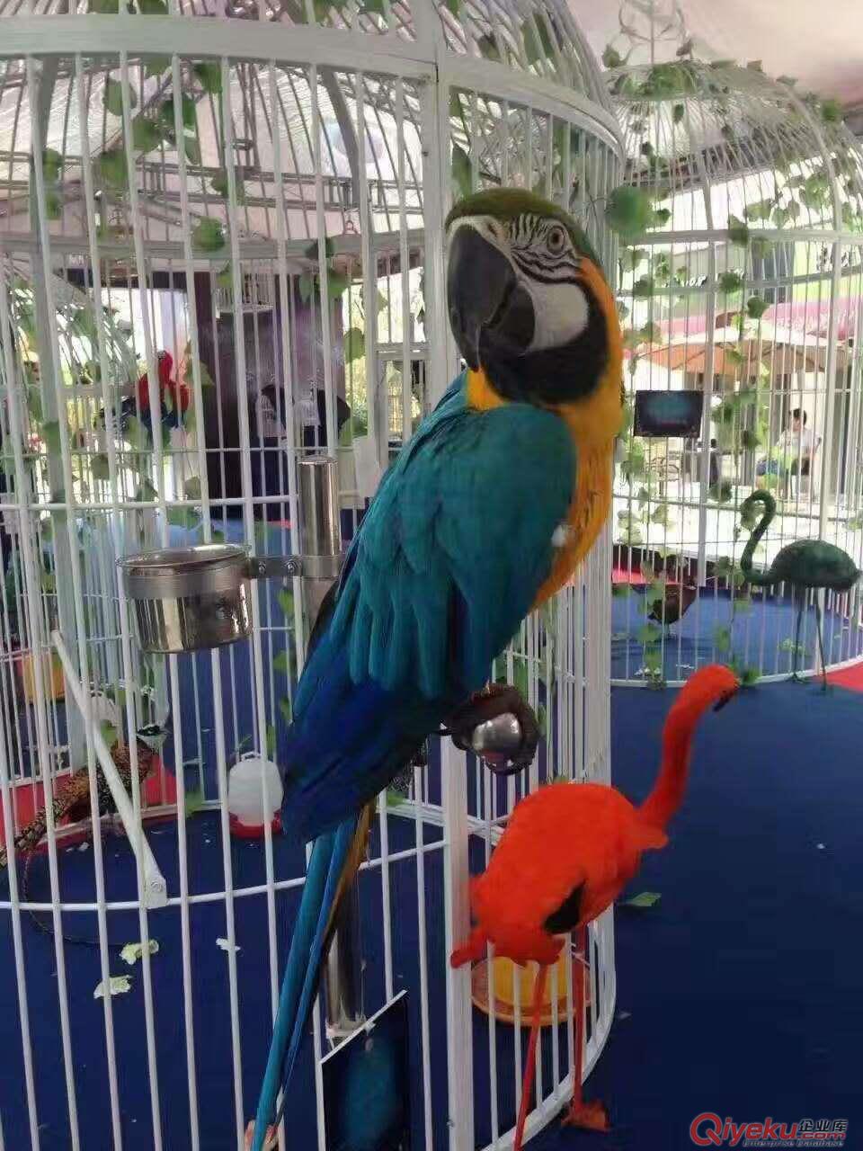 百鳥展覽百鳥租賃百鳥展租賃價(jià)格