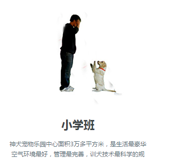 上海斗牛專業(yè)繁殖/上海神犬樂園