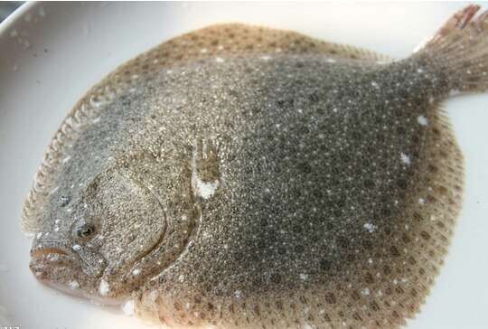 新品多魚批發(fā)【遼寧】——浙江多魚