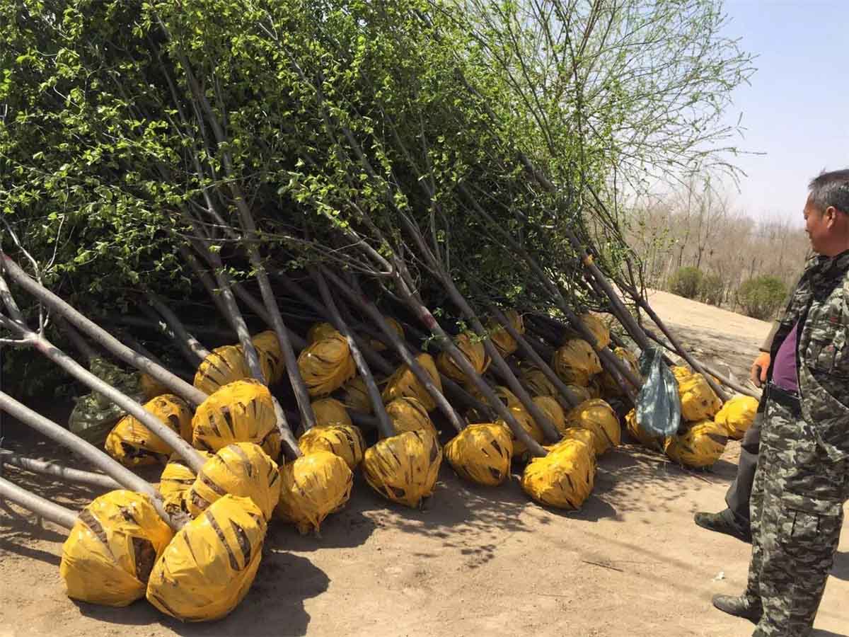 金葉風箱果廠家：實惠的苗木供應盡在中心苗圃