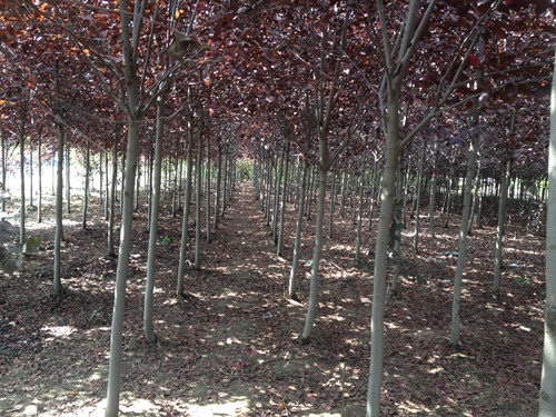 中心苗圃專業供應苗木——紅寶石萱草廠家