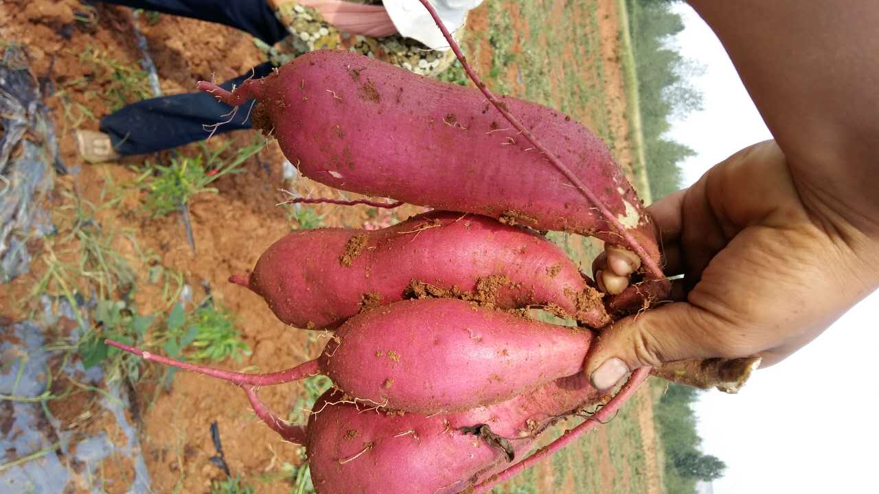 紫红薯苗基地畅销全国  产量高的紫红薯苗