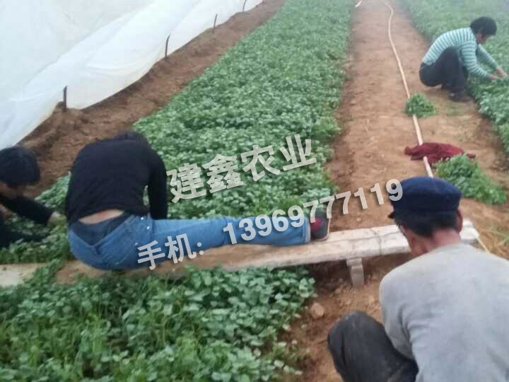 泰安龍薯9號(hào)哪家好：高產(chǎn)龍薯9號(hào)
