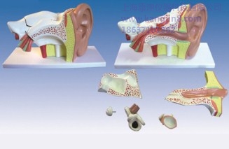 優(yōu)質(zhì)耳放大模型（4部件） 耳放大模型（4部件） 康津供