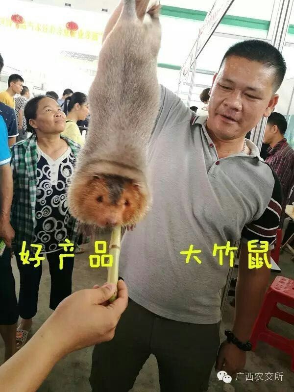 廣西德澳新農(nóng)業(yè)劃算的紅頰竹鼠出售 南寧紅頰竹鼠