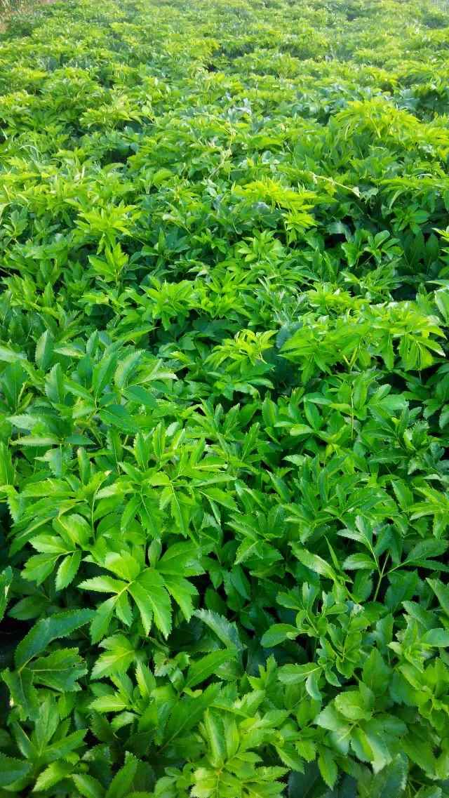 北京白芷種植基地，白芷zcy的用途|白芷的藥用作用
