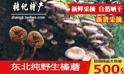 江門東北特產專賣店 張記東北特產野生榛蘑批發零售
