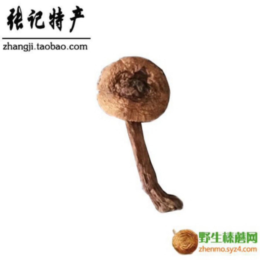 信宜東北特產(chǎn)專賣店 張記東北特產(chǎn)野生榛蘑批發(fā)零售