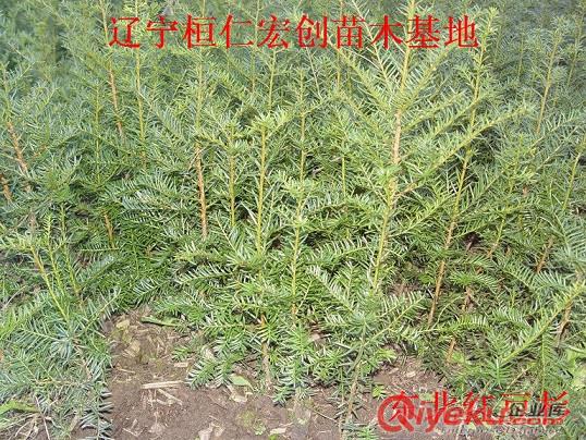 東北紅豆杉小苗|東北紅豆杉基地|東北紅豆杉20-90公分苗原始圖片3