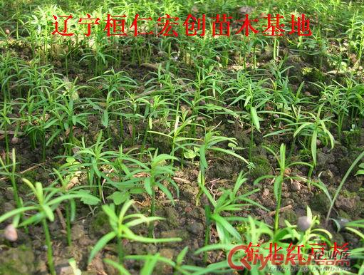 東北紅豆杉小苗|東北紅豆杉基地|東北紅豆杉20-90公分苗原始圖片2