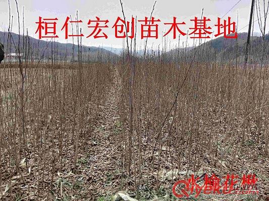 東北紅豆杉小苗|東北紅豆杉基地|東北紅豆杉20-90公分苗