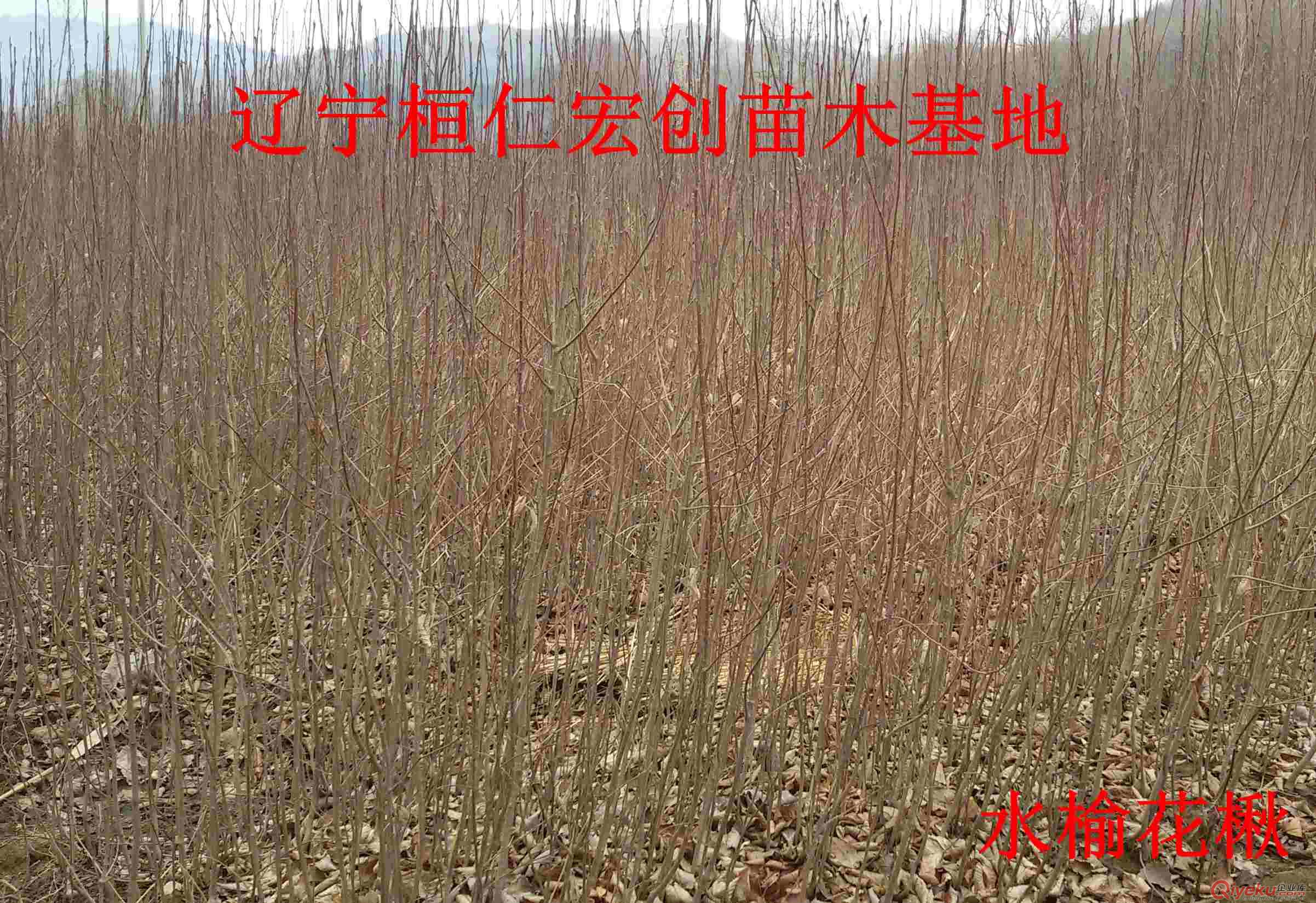 水榆花楸小苗&水榆花楸基地&水榆花楸苗價格&水榆花楸2-4年苗原始圖片2