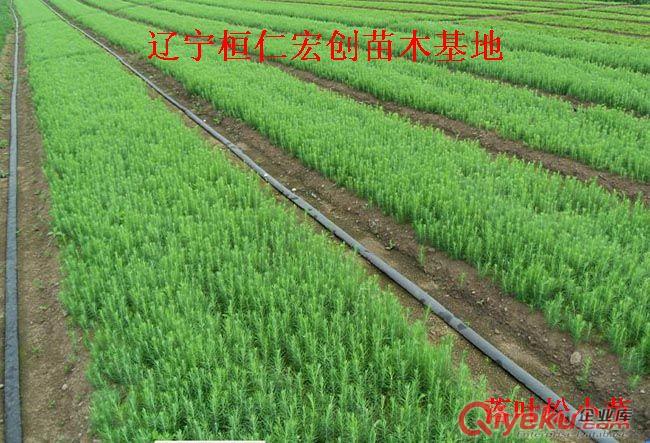 水榆花楸小苗&水榆花楸基地&水榆花楸苗價格&水榆花楸2-4年苗