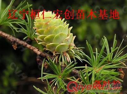 日本落葉松小苗、日本落葉松基地、落葉松苗價格原始圖片3