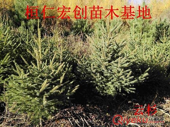 【核桃楸小苗&核桃楸基地&核桃楸苗價格】